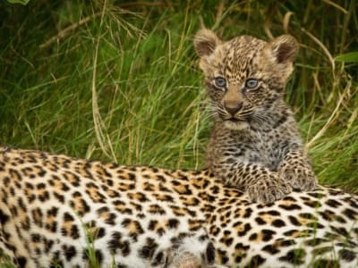 Singita - Singita Sabi Sand – foto 2
