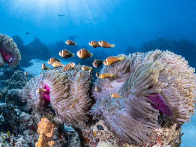 COMO Maalifushi – foto 4