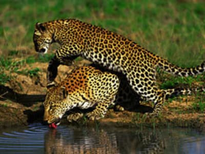Londolozi Game Reserve – foto 3