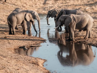 Savute Elephant Lodge, A Belmond Safari, Botswana – foto 5