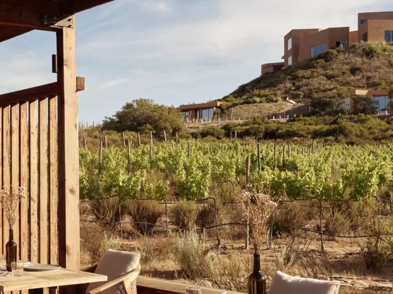 Banyan Tree Veya Valle de Guadalupe