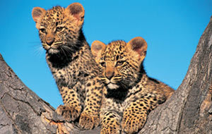 Londolozi Game Reserve – foto 1