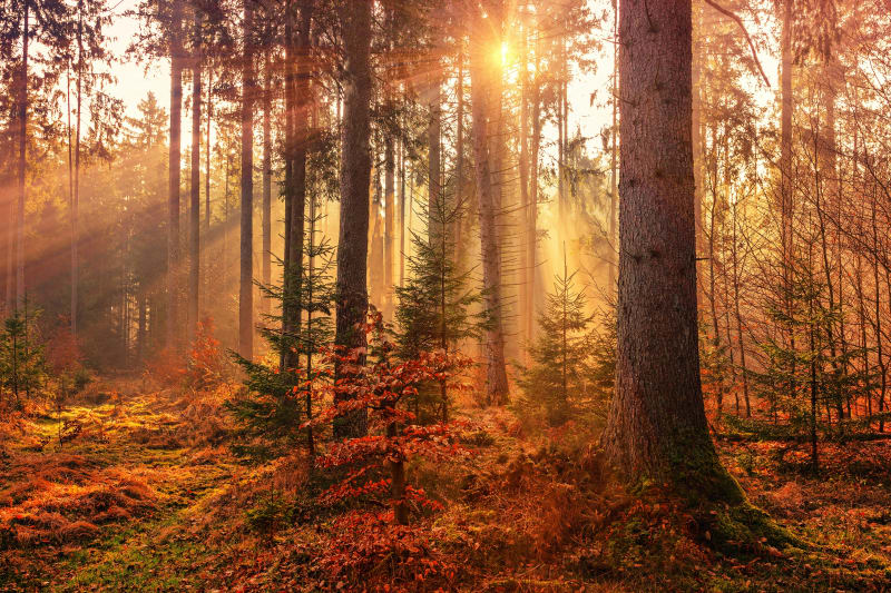Apeldoorn & the Veluwe